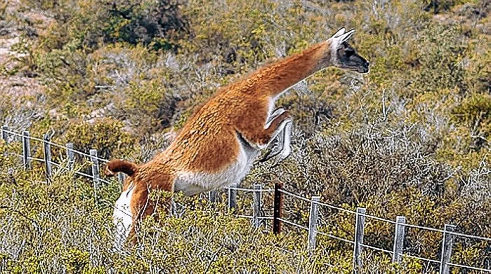 El guanaco sigue siendo la noticia de la semana