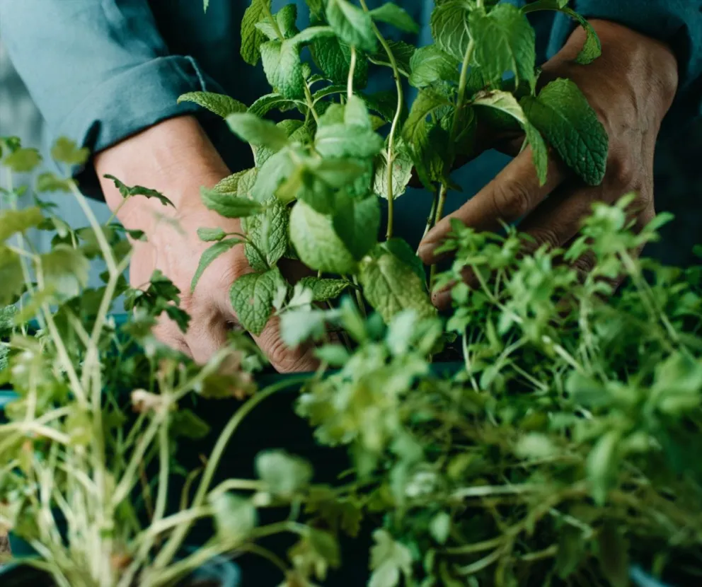 Taller de "Multiplicación de Plantas Aromáticas" en Rada Tilly