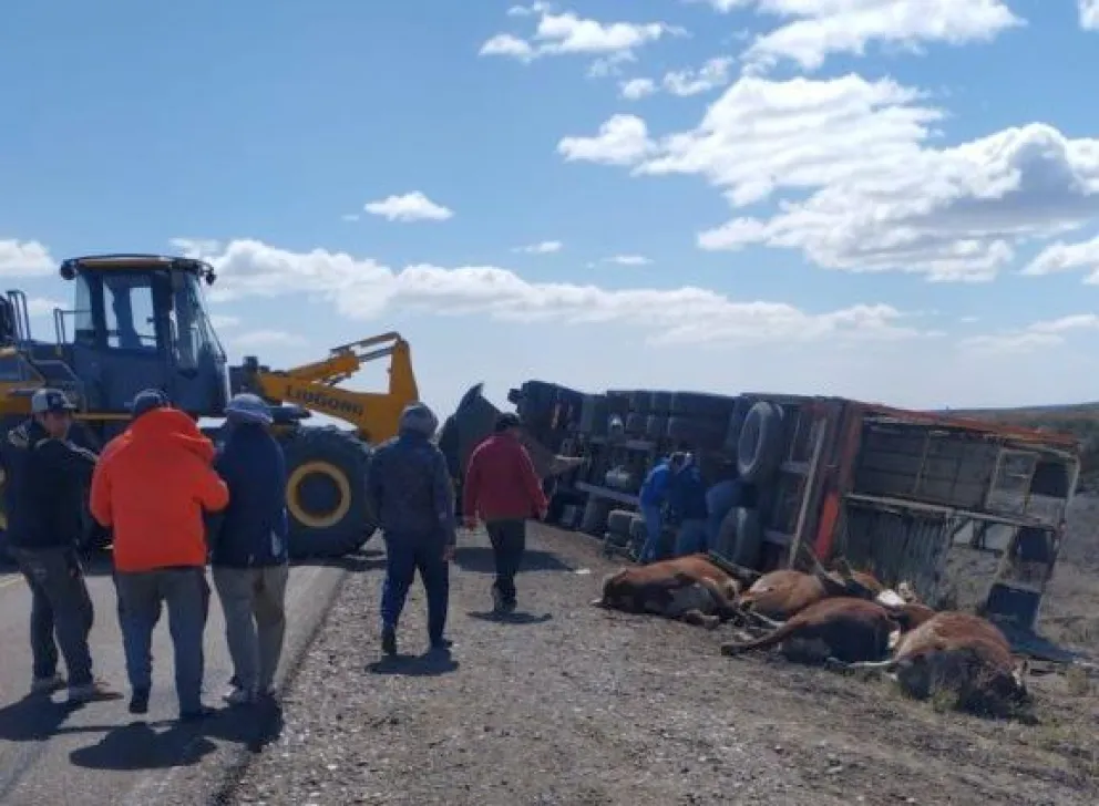 Once vacas muertas tras un violento accidente en cercanías de Garayalde