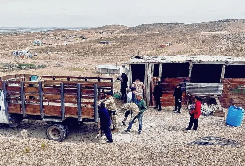 Abigeato en Santa Cruz: Recuperaron  animales sustraídos de la estancia Aurora