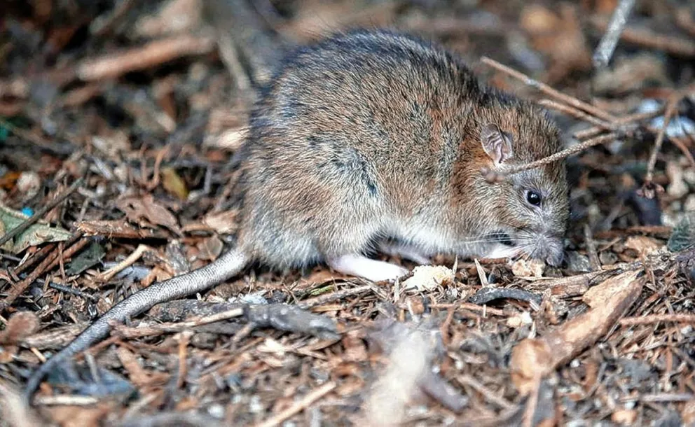 Una docente de Lago Puelo falleció a causa del hantavirus