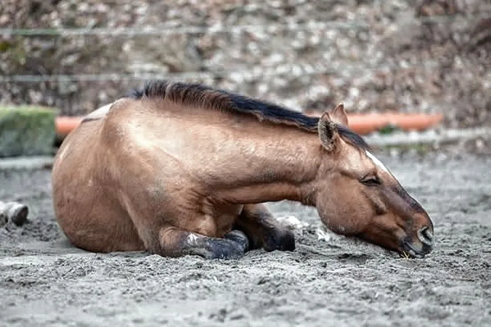 Se confirmó el primer brote de encefalomielitis equina en Chubut