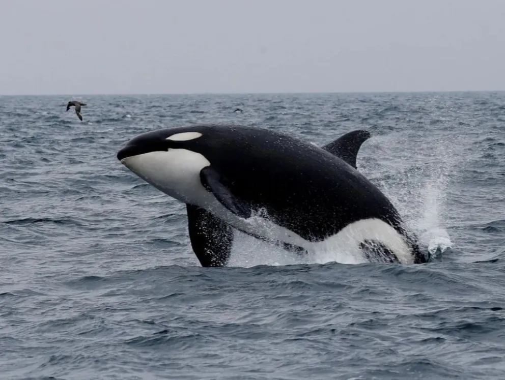 El misterio de las ballenas con menopausia: divulgan resultados de un estudio revelador