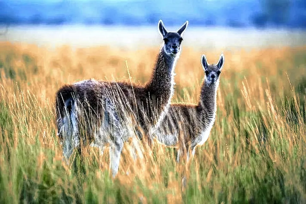 Millonaria multa a un estanciero por cazar guanacos santacruceños
