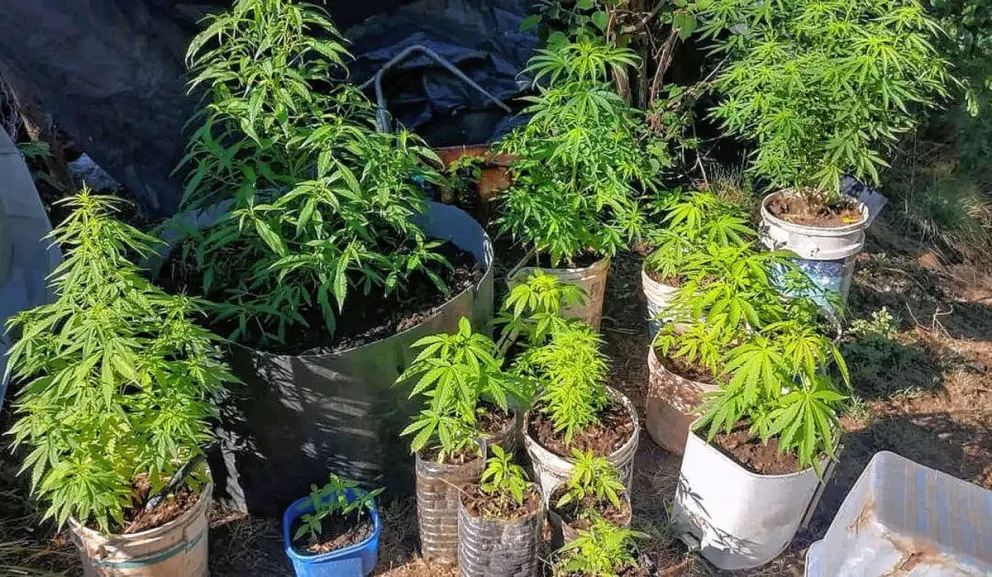 Perdió tres dientes y sufrió golpes por todo el cuerpo al luchar con ladrones que querían robarle plantas de marihuana en Trelew