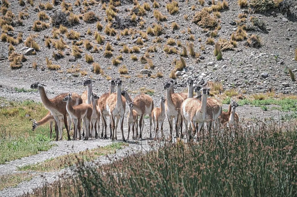 Incorporaron el guanaco a una lista internacional para su conservación