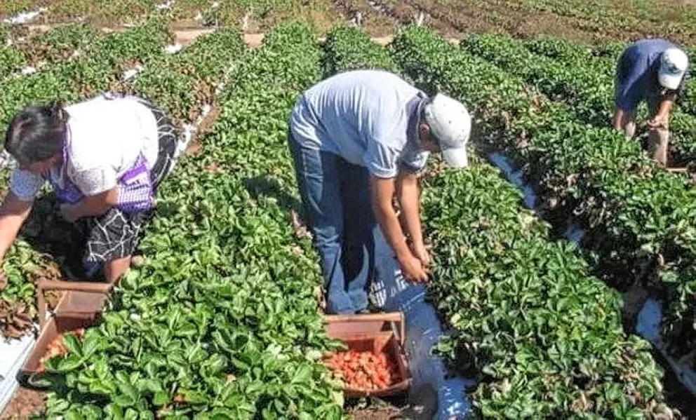 El RENATRE volvió a aumentar la prestación por desempleo para trabajadores rurales a $100.000 a partir de abril
