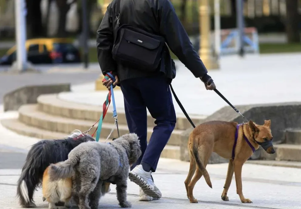 Los perros pueden asociar palabras con objetos