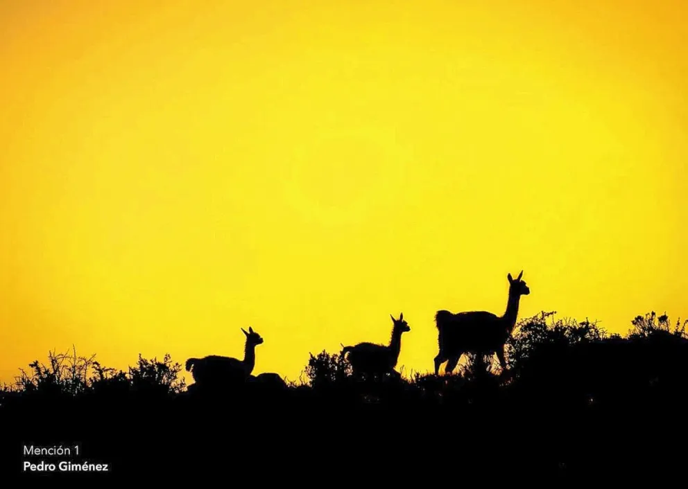 Cámara-Camp: fotografía de naturaleza y conservación en el Parque Patagonia Argentina