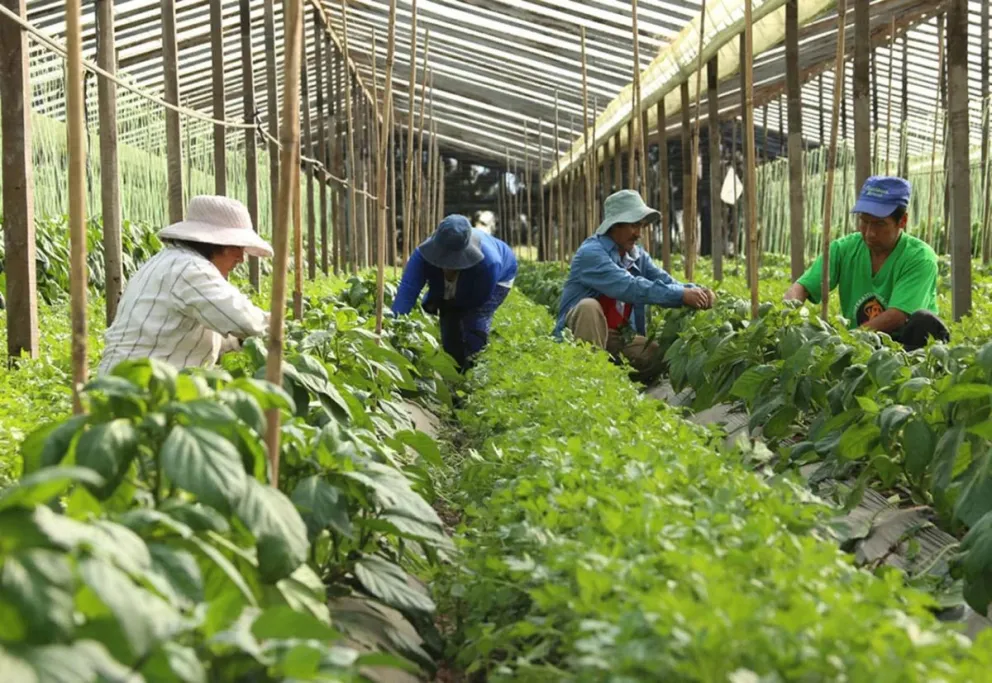 Milei intervino el Instituto Nacional de la Agricultura Familiar, Campesina e Indígena