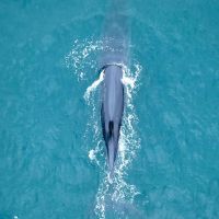 Investigadores colocaron el primer rastreador satelital a una ballena sei en Rada Tilly