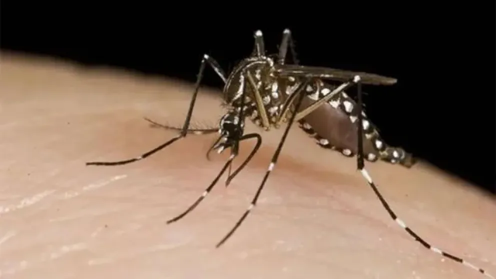 El brote de dengue no da tregua: Argentina ya registró 230 mil casos y 161 muertos