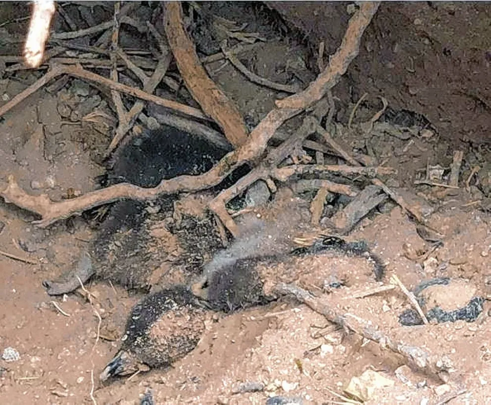 El viernes se realiza la audiencia preliminar por la masacre de pingüinos en Punta Tombo