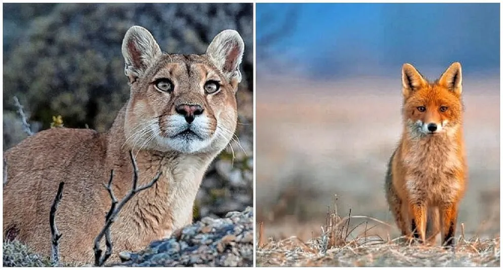 Dura polémica por permisos para la caza deportiva de fauna autóctona