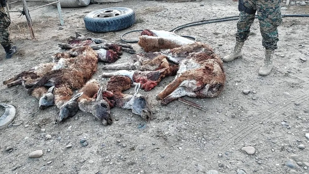 Caza ilegal con perros de dos chulengos y tres guanacos adultos