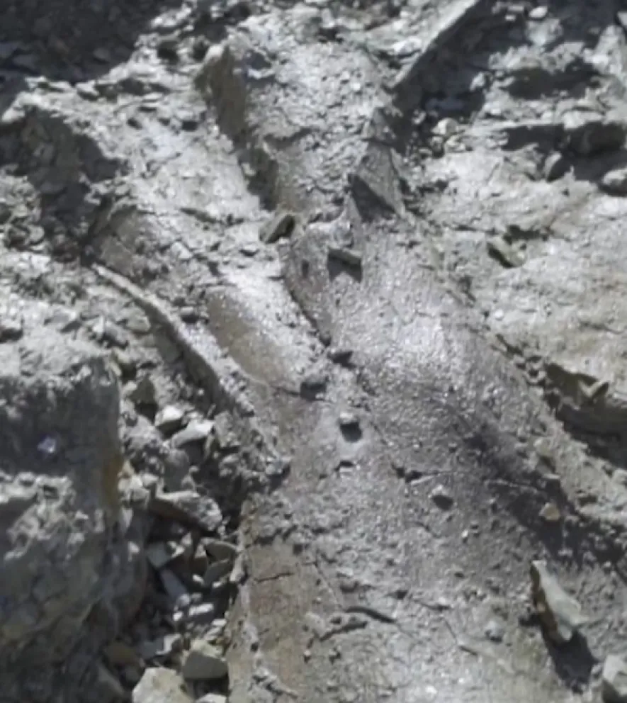 Un nuevo titanosaurio de 66 millones de años se suma a la galería jurásica patagónica