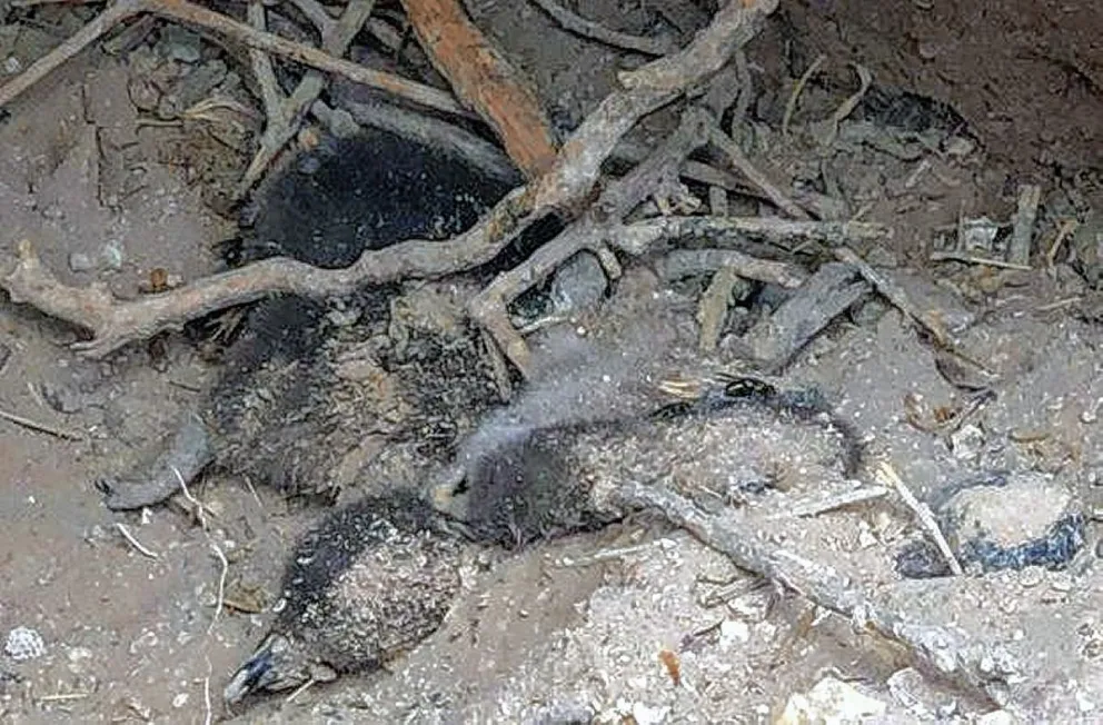 La Regina a juicio por la masacre de pingüinos en Punta Tombo