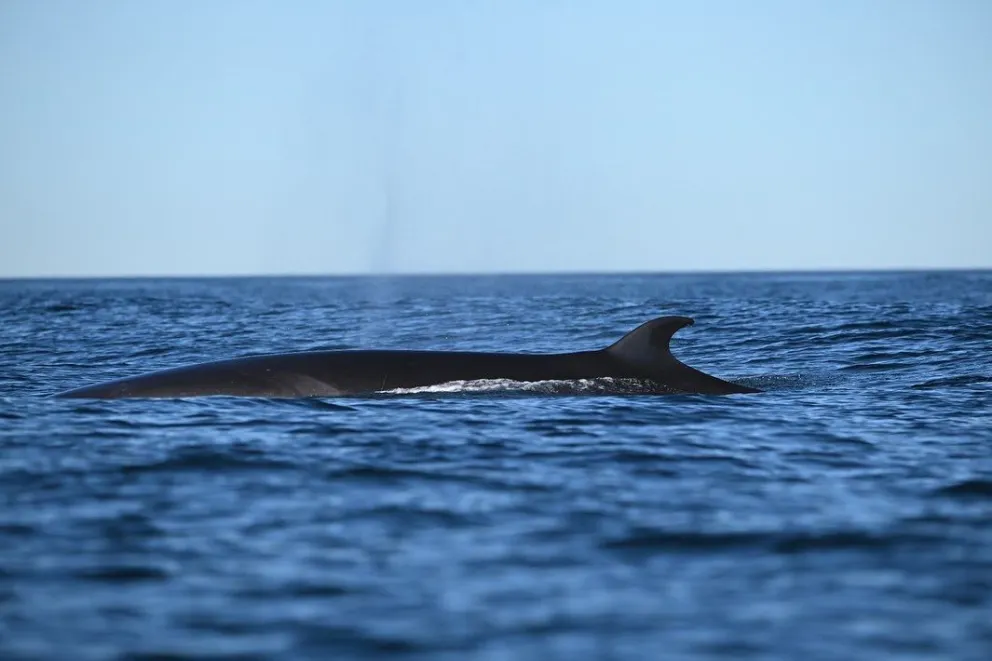 Proyecto Ballena Sei: finalizó el trabajo de filmación y la primera etapa de colocación de rastreadores satelitales