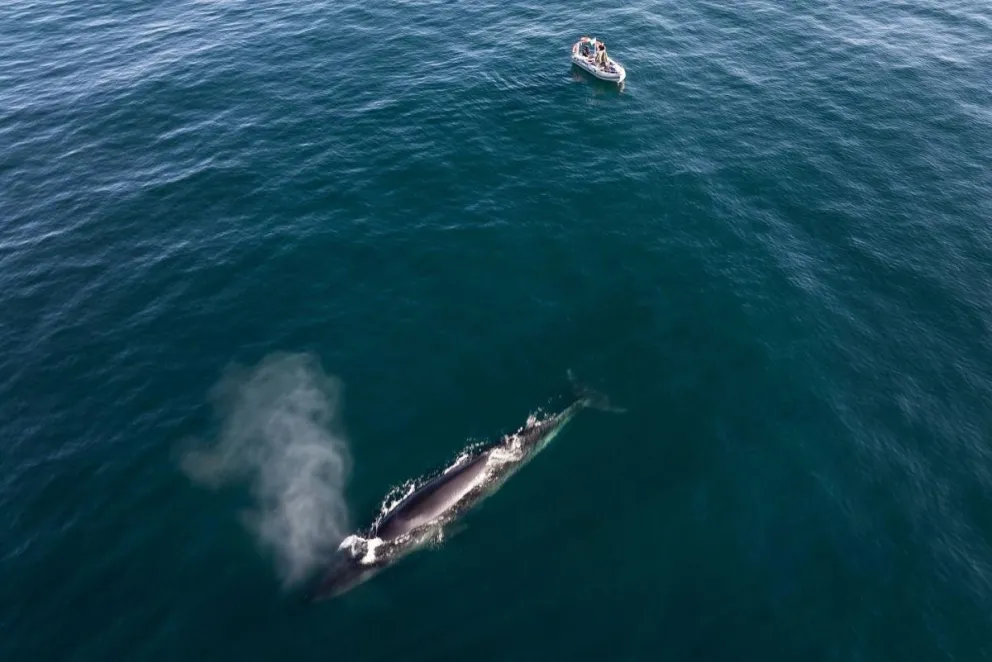 Gigantes en casa: las ballenas sei surcan las aguas frente a Comodoro Rivadavia y Rada Tilly