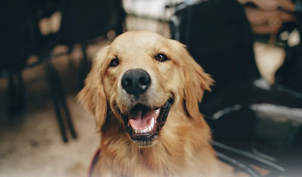 El Día del Animal se celebrará con una amplia jornada de concientización