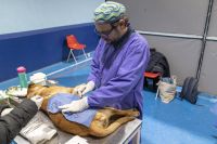 Veterinaria aumentó las castraciones caninas y felinas en los distintos barrios de la ciudad