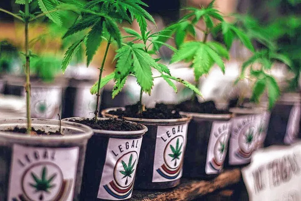 Es madre de un niño con epilepsia y brindará un taller para enseñar sobre el uso del aceite de cannabis medicinal