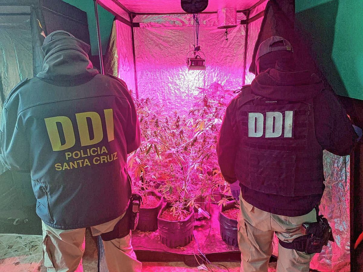 Tras pelea y robo entre cultivadores de marihuana, la policía de Santa Cruz realizó sendos allanamientos