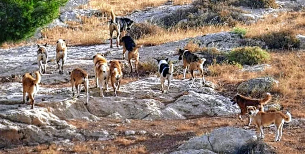 Proteccionistas reúnen fondos para comprar una jaula trampa para atrapar perros asilvestrados