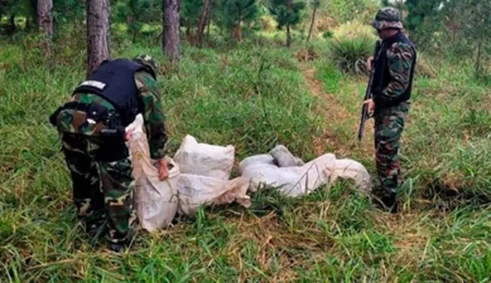 Incautaron en Misiones más de 350 kilos de marihuana valuados en más de mil millones de pesos