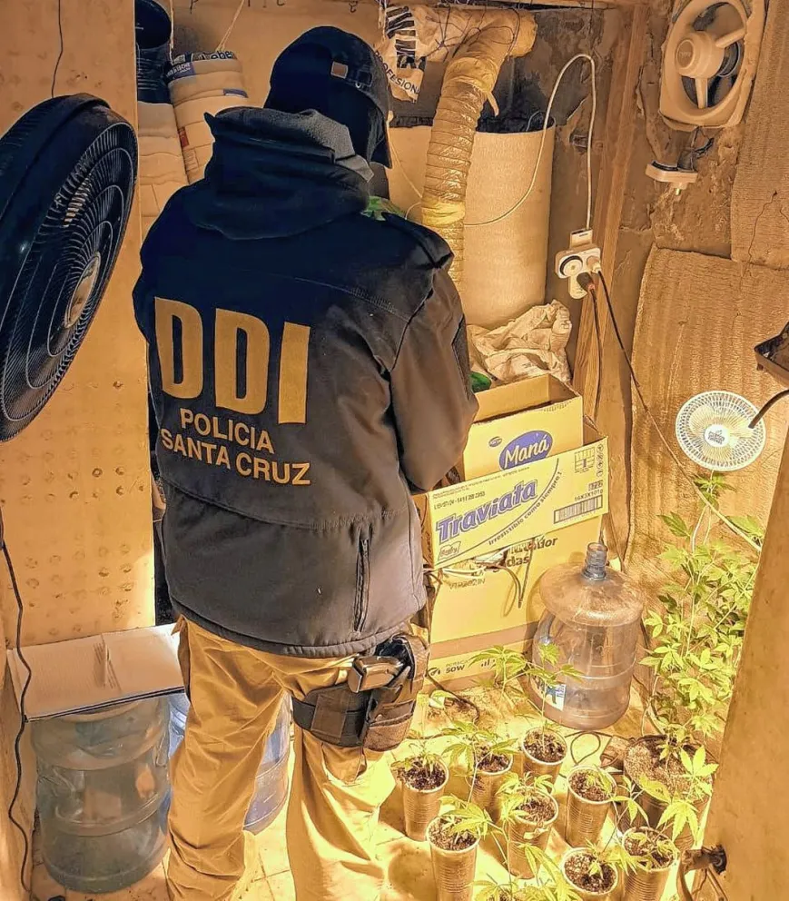 Hallan invernadero de marihuana en el domicilio de un hombre que denunció haber sufrido un asalto