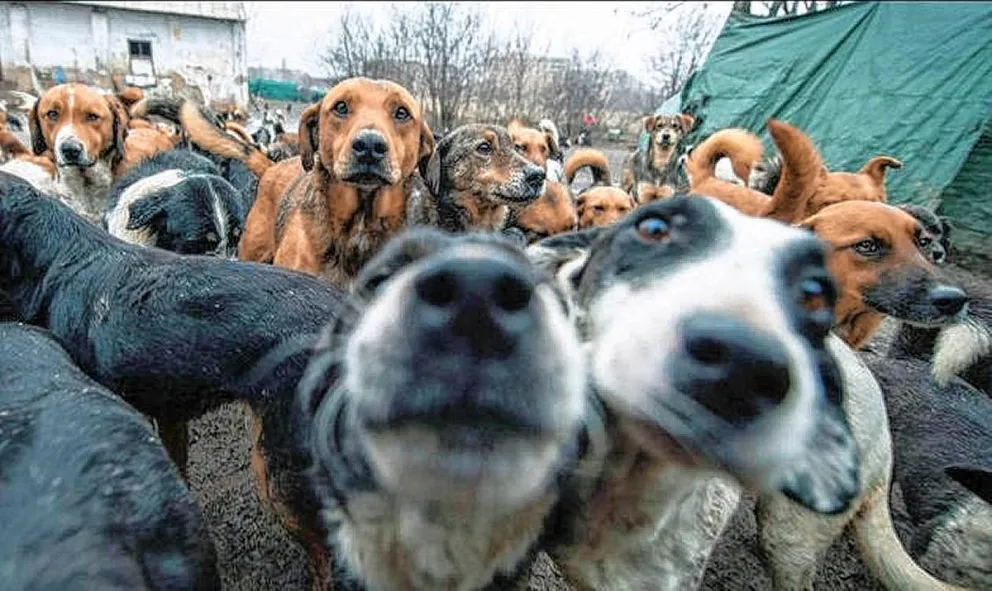 Día del Perro sin Raza: una fecha para crear conciencia y promover la adopción