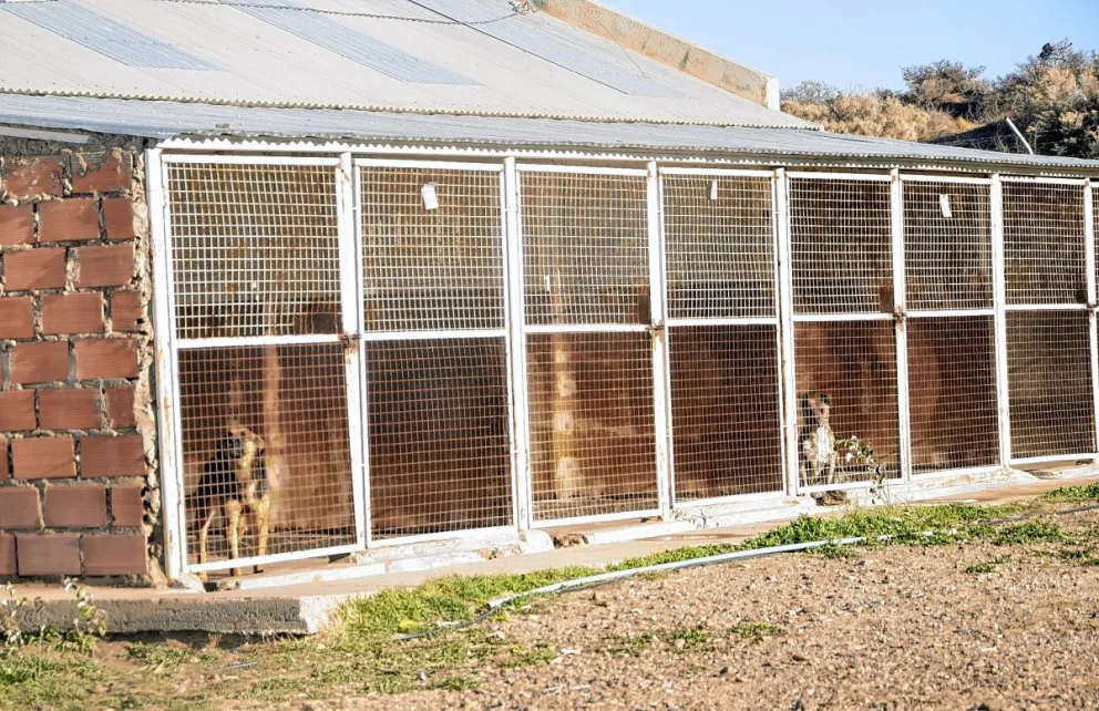 Realizarán un abrazo simbólico al dispensario canino para “visibilizar el estado en el que se encuentran los perros”
