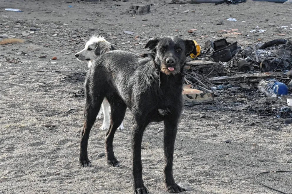 Una mujer de 61 años fue brutalmente atacada por dos perros en barrio René Favaloro