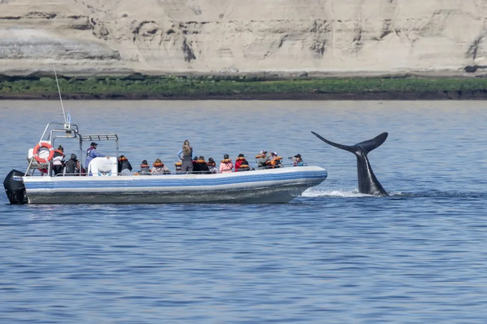 El Gobierno del Chubut anunció el lanzamiento de la Temporada de Ballenas 2024