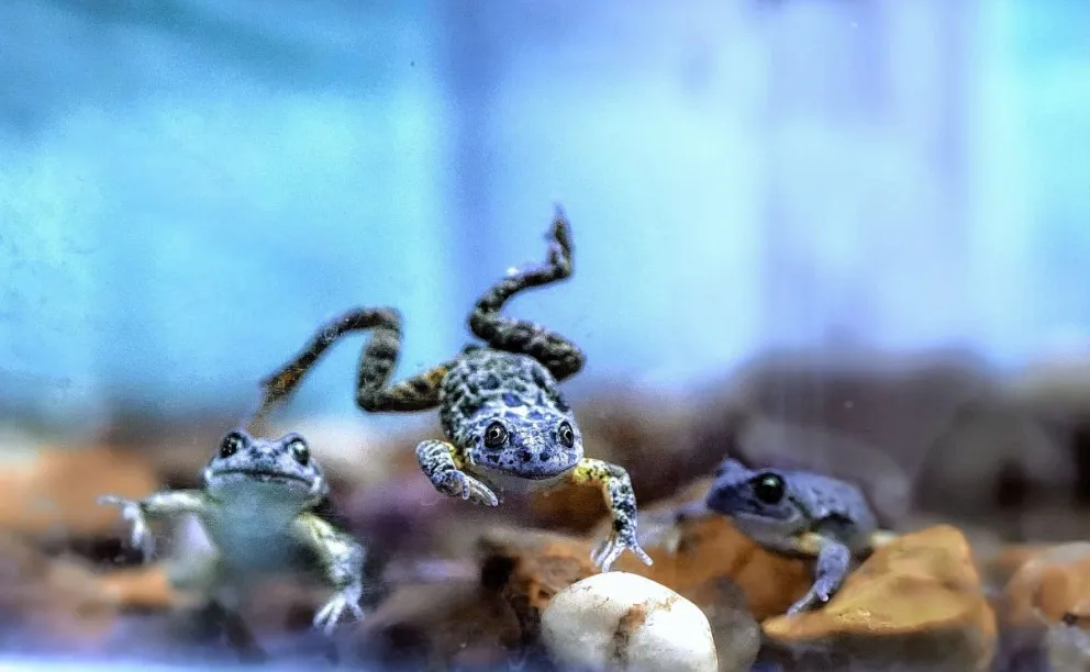 En Argentina, 576 especies de animales vertebrados se encuentran en peligro de extinción