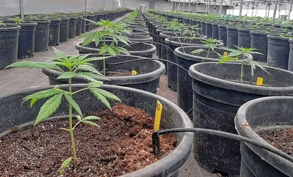 Avanzan en la creación de un proyecto de ordenanza que dé un marco a la producción del cannabis medicinal en Comodoro Rivadavia