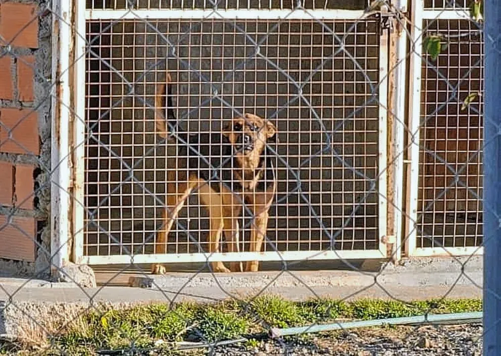Abrazo simbólico al dispensario canino para exigir que mejoren las condiciones