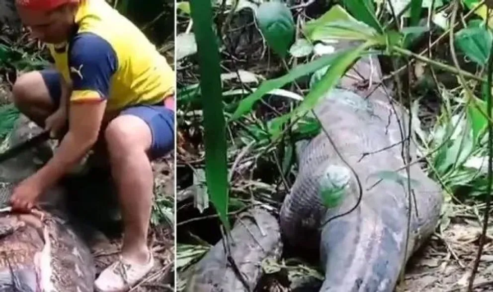 Estremecedor: encuentra a una mujer desaparecida en el estómago de una pitón de 5 metros