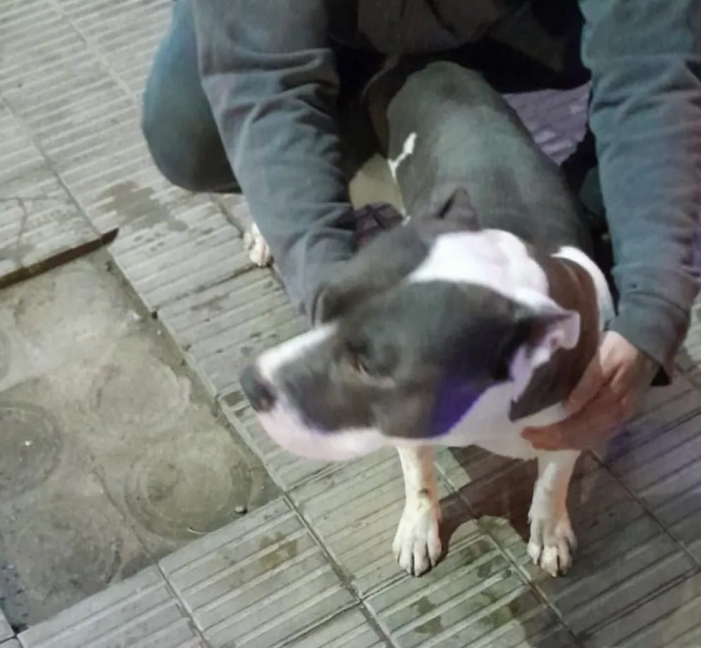 Quisieron llevarse un perro de raza y los detuvieron