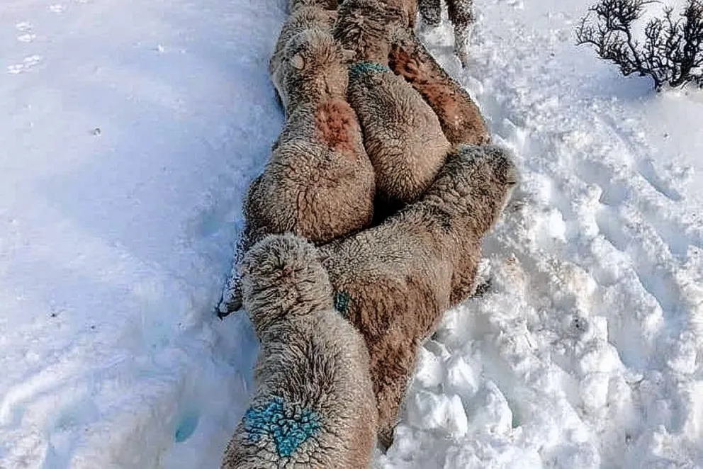 Por las fuertes nevadas, los animales ya llevan una semana sin poder acceder al alimento