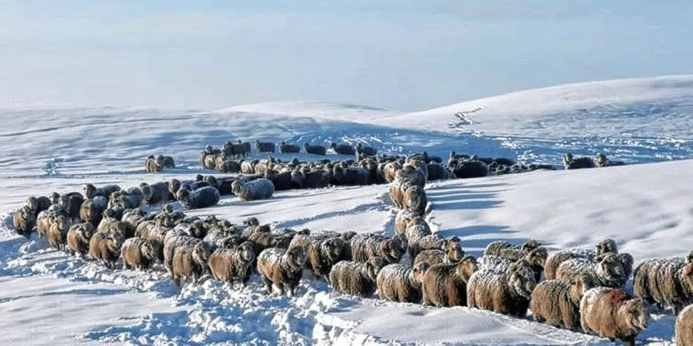 En el sur de Chubut hay campos incomunicados y afirman que casi un millón de animales están en riesgo