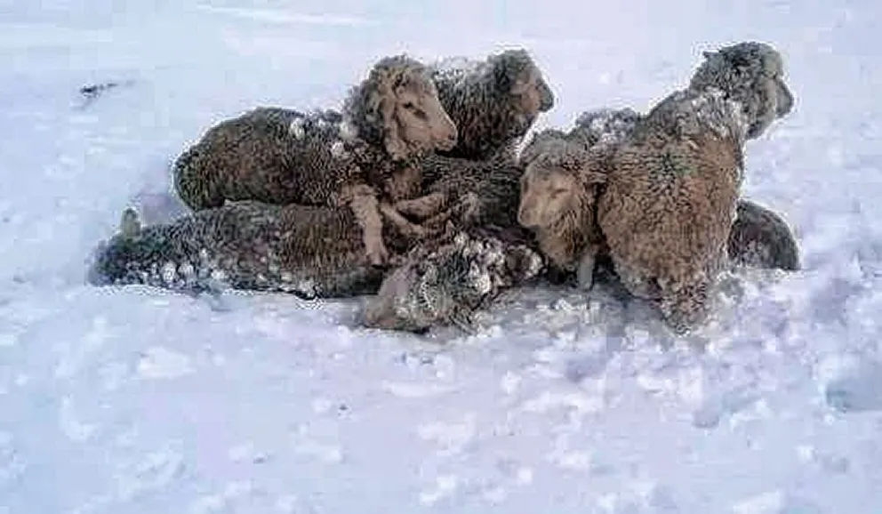 Comienzan a aparecer animales muertos por las violentas nevadas