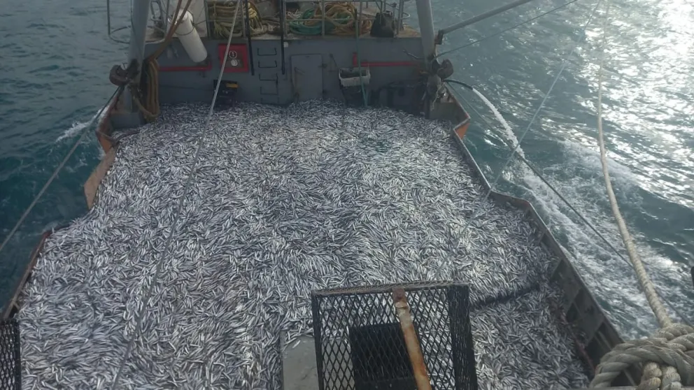Puerto Rawson alcanzó el récord de captura de anchoíta con una cifra histórica