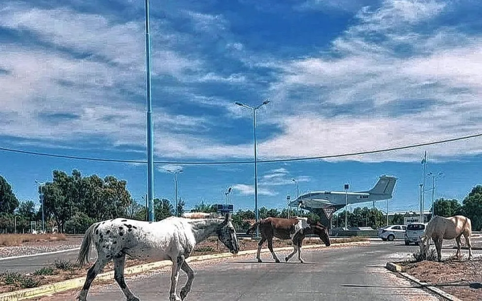 Comodoro ya tiene una Ordenanza para el control de equinos en vía pública