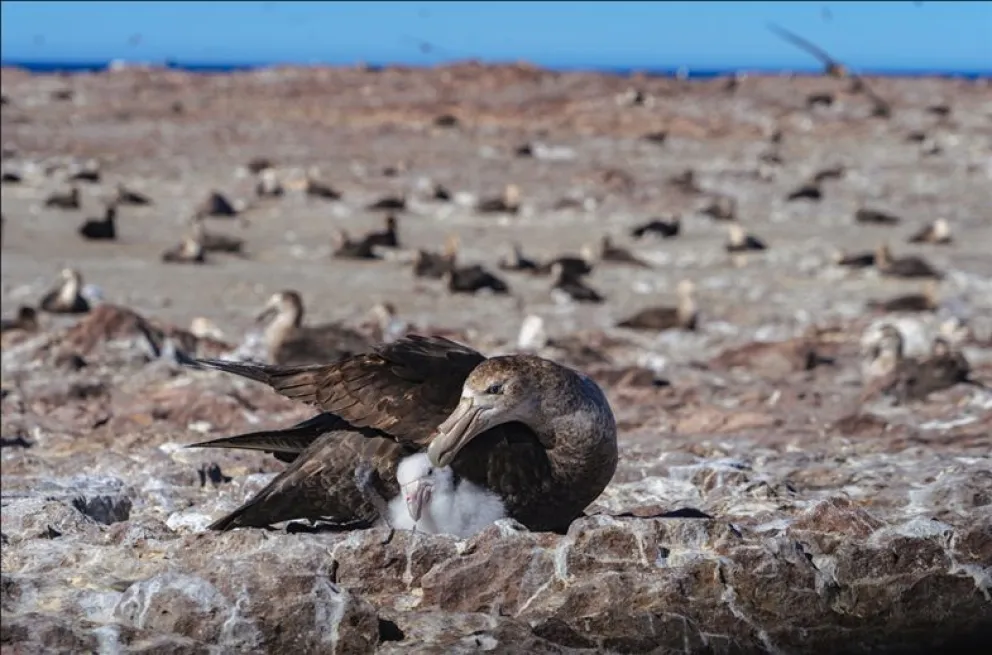Chubut: una hembra de petrel gigante del sur es recapturada en Patagonia Azul 20 años después de su nacimiento