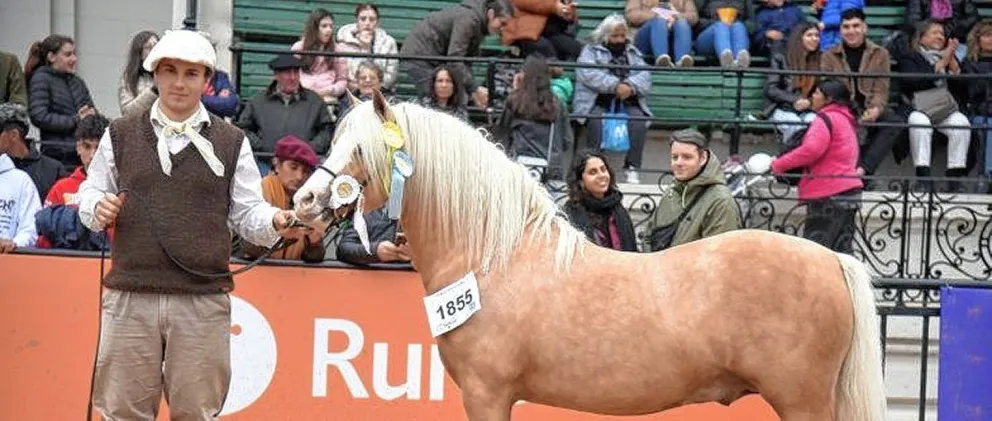 Welsh Mountain Pony y Welsh Pony, una misma raza, pero con características diferentes