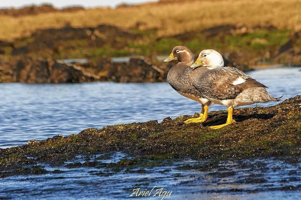 Pato Vapor: una especie que sólo se ve en las costas de Chubut