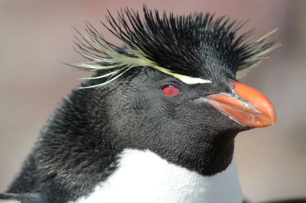 Pingüinos en invierno: ¿A dónde van los penachos amarillos?