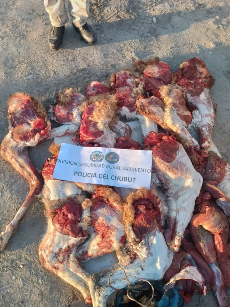 Los atraparon con piezas de guanaco sin los permisos de caza correspondientes