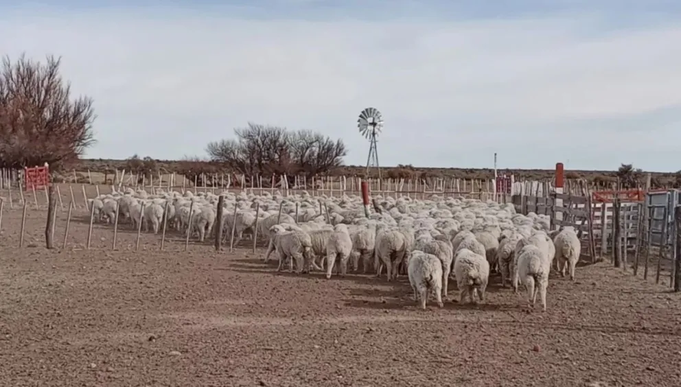El Gobierno denunció falta de transparencia en el Fondo para la Recuperación Ovina y lo eliminó